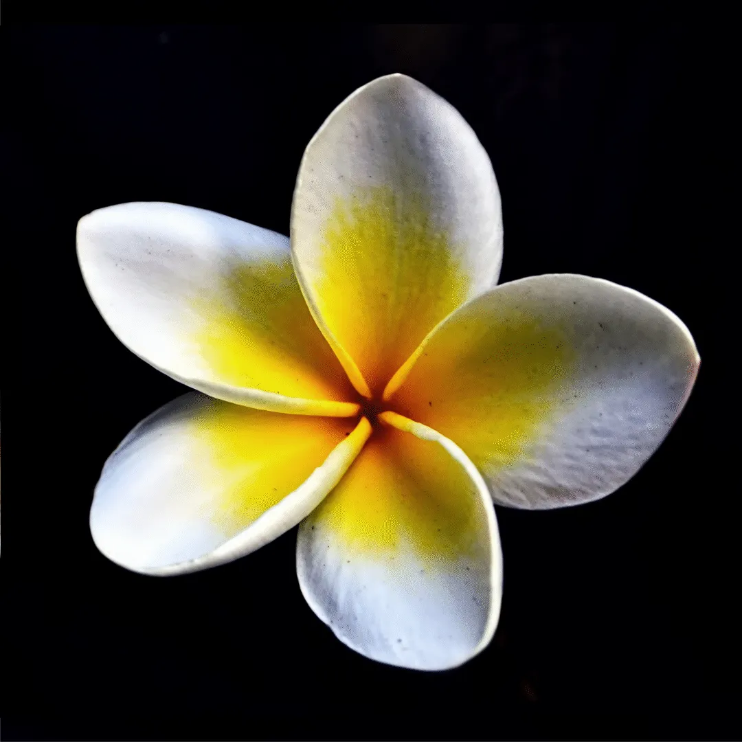 Bali Landscape Contractor logo